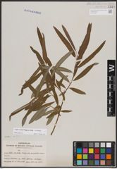 Foto von Salix candida Flüggé ex Willd.